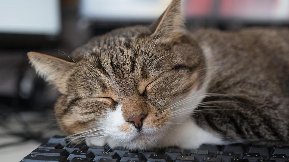 Laptopy z bezsennością: gdy złożoność szkodzi 