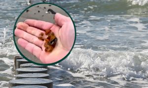 Wśród kamieni i patyków czekał skarb. Plaża w Krynicy Morskiej zaskoczyła