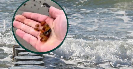 Wśród kamieni i patyków czekał skarb. Plaża w Krynicy Morskiej zaskoczyła