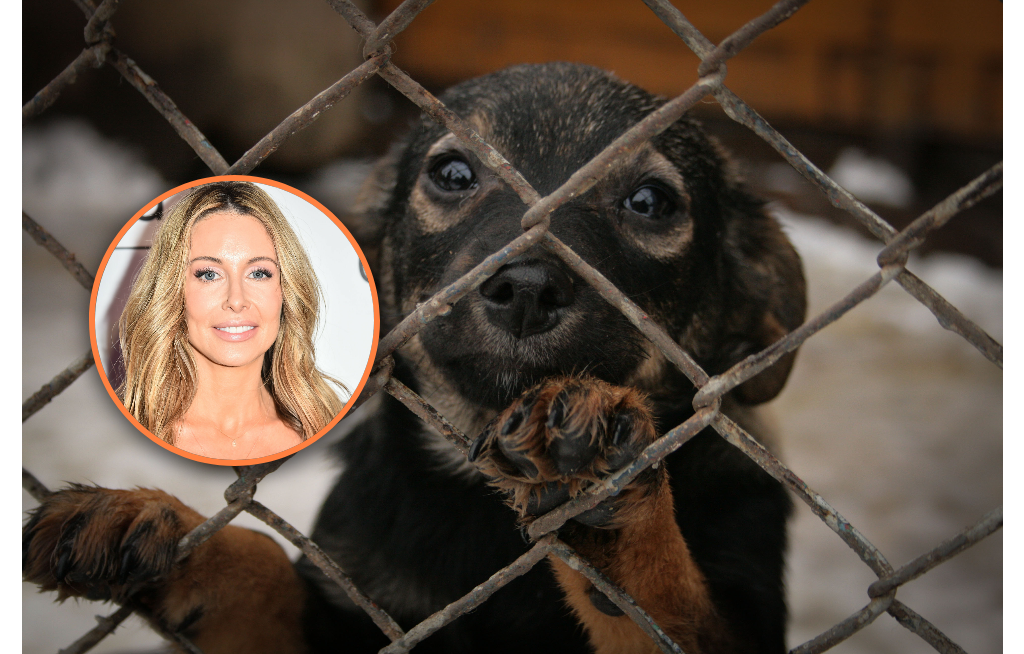 Dramat psów z pseudohodowli. Gwiazda chce adoptować jednego z 34