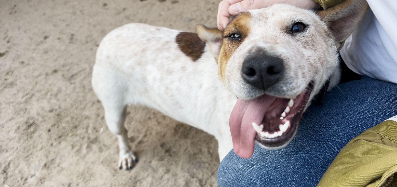 Pudelek Pomaga Pupilom