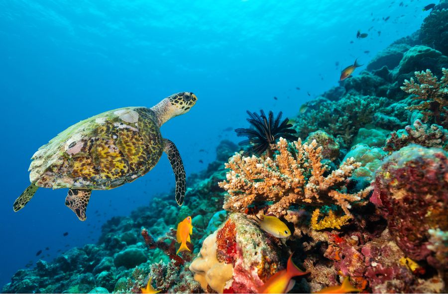 Great Barrier Reef: Time is running out to witness nature's wonder