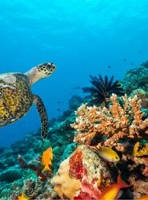 Great Barrier Reef: Time is running out to witness nature's wonder
