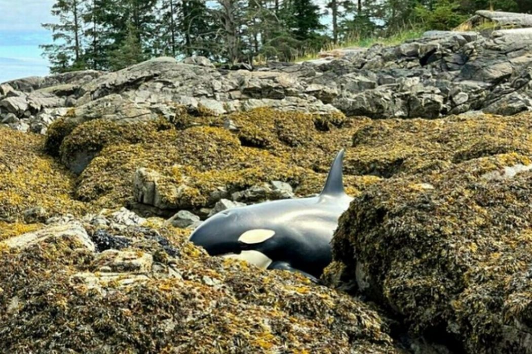 Alaska. Orka utknęła na kamienistej plaży. Olbrzymia akcja ratunkowa