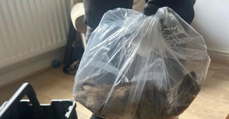 Był wielkości kota. Niepokojące odkrycie w Wielkiej Brytanii