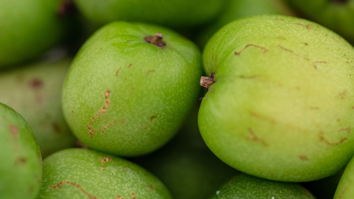 Minikiwi to zdrowy owoc, który jest też uprawiany w Polsce 