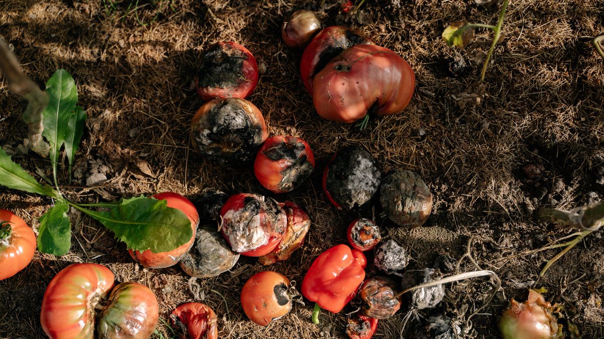 Pleśń na pomidorach może okazać się trująca