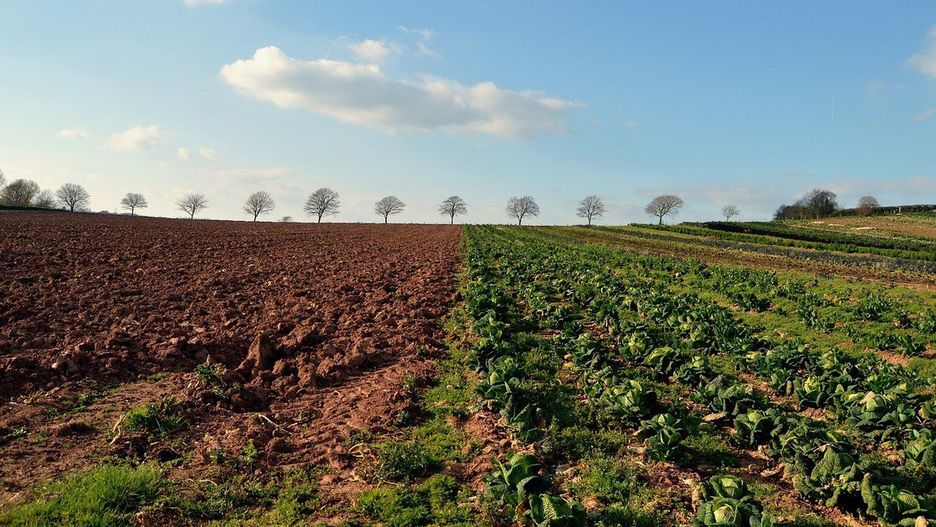 Rządowy projekt nowelizacji ustawy o środkach ochrony roślin przewiduje przesunięcie do 1 stycznia 2027 r. obowiązku wprowadzenia elektronicznej ewidencji zabiegów z użyciem środków ochrony roślin.