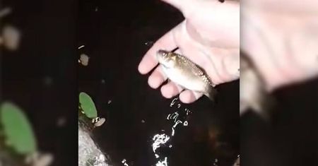 Lublin. Znalazł małe ryby w kałuży na środku osiedla. Skąd się tam wzięły? WIDEO