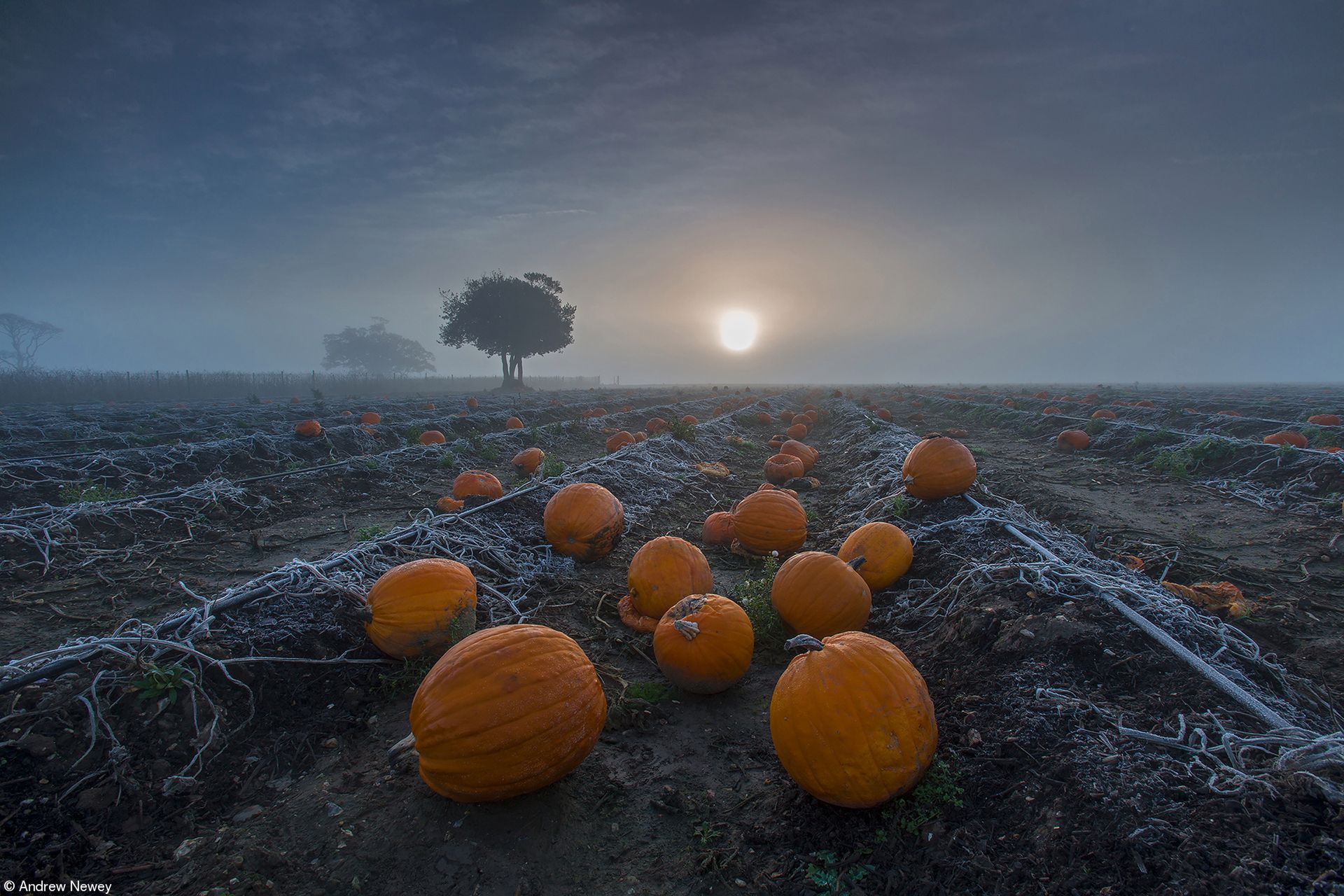 Najsmaczniejsze zdjęcia kulinarne 2019 roku. Zobacz, wyniki konkursu 31