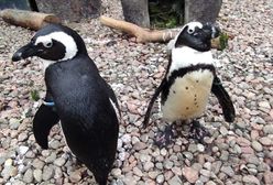 Te pingwiny są ulubieńcami turystów. "Postanowiły udekorować swoją willę"