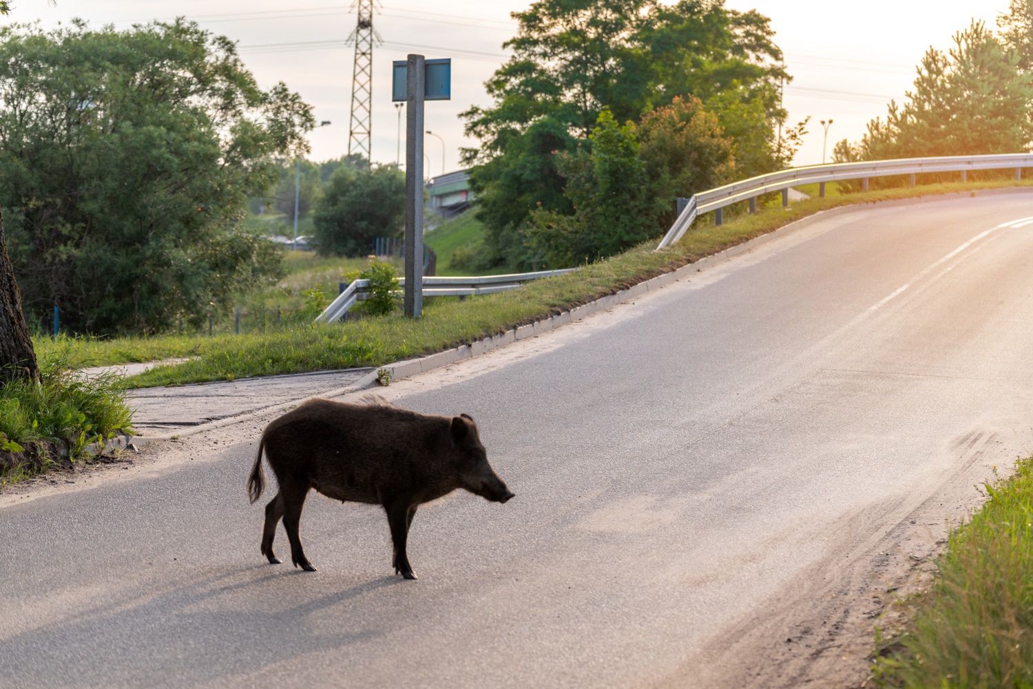 Dziki w mieście to coraz częstszy widok
