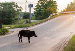 Z dzikiem w cztery oczy. Jak się zachować?