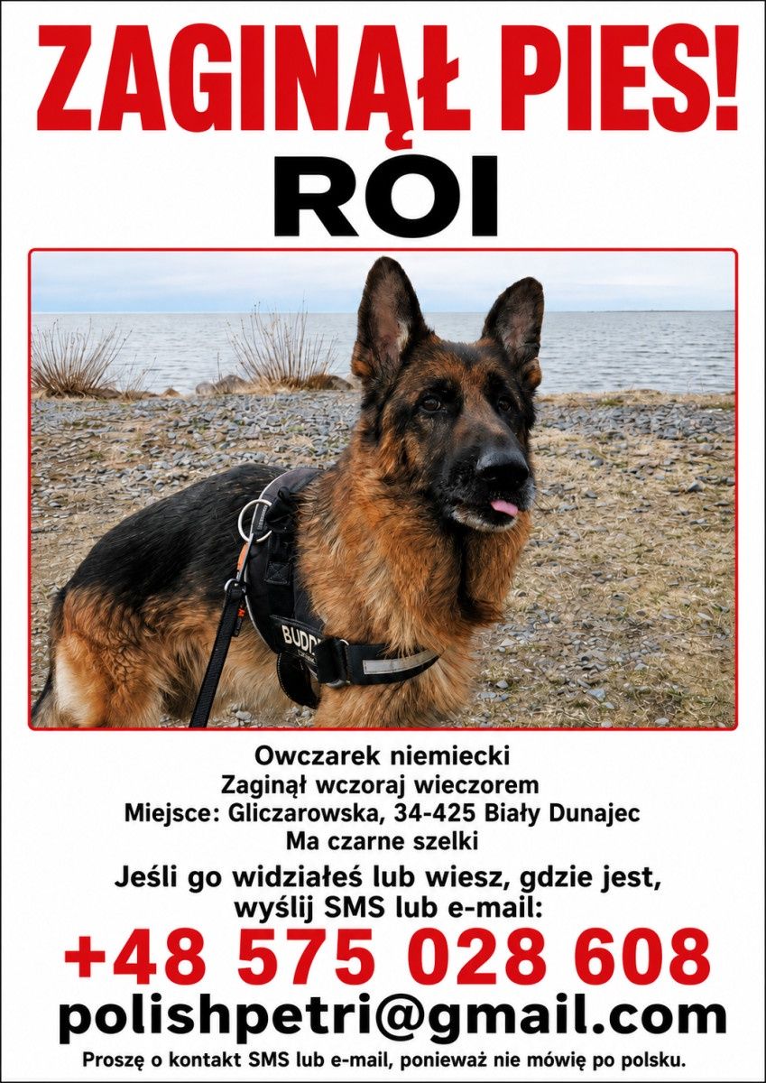 Fin szuka psa. Zaginął na Podhalu