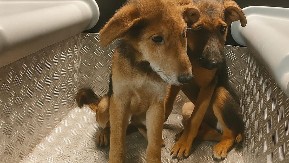 Sześć szczeniaków błąkało się po ulicach Białegostoku