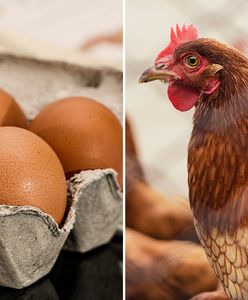 Jajko czy kura? ChatGPT odpowiada, co było pierwsze. Co na to nauka?