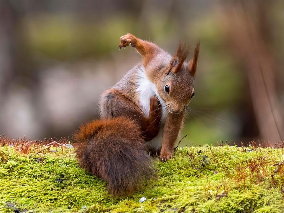 Najzabawniejsze zdjęcia finalistów The Comedy Wildlife Photography Awards 2017 25