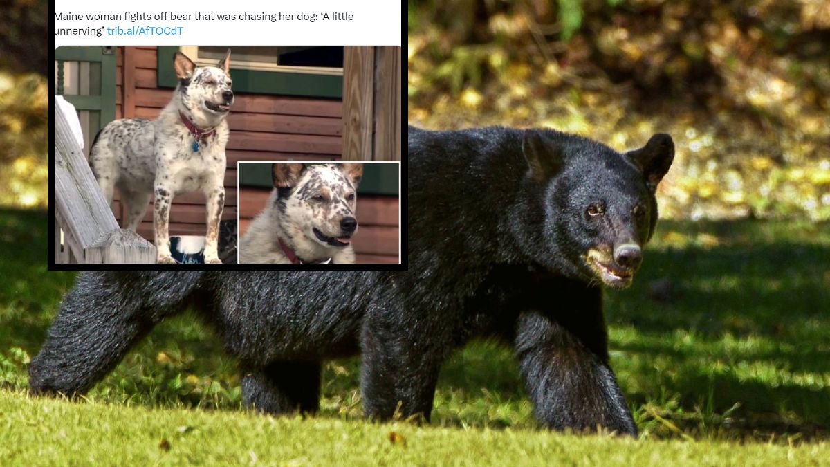 Kobieta uderzyła niedźwiedzia, żeby ratować swojego psa