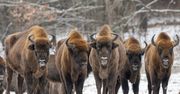 Fatalne wieści z Bieszczad. Osiem żubrów z nieuleczalną chorobą