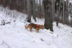 Śląskie. Gaja znalazła zwłoki poszukiwanego mężczyzny w Beskidach