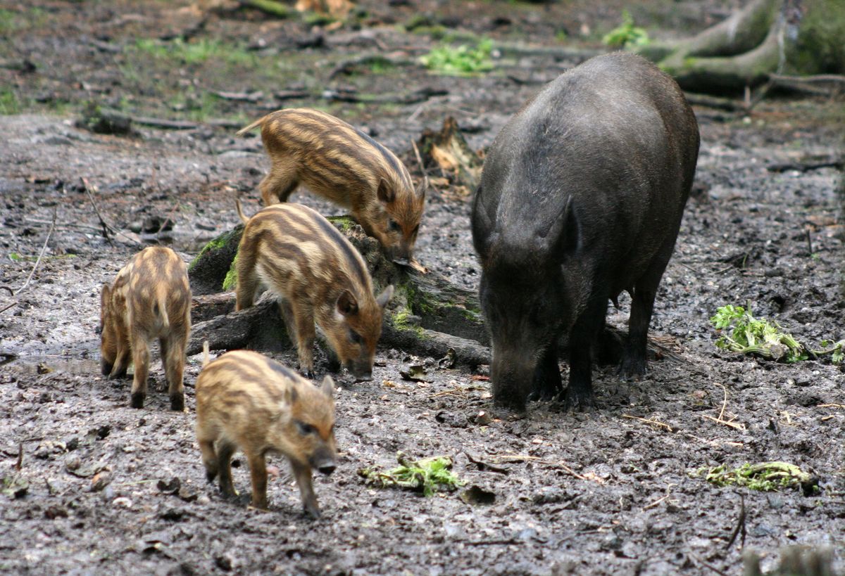 У Польщі стикаються з проблемою перенаселення диких кабанів