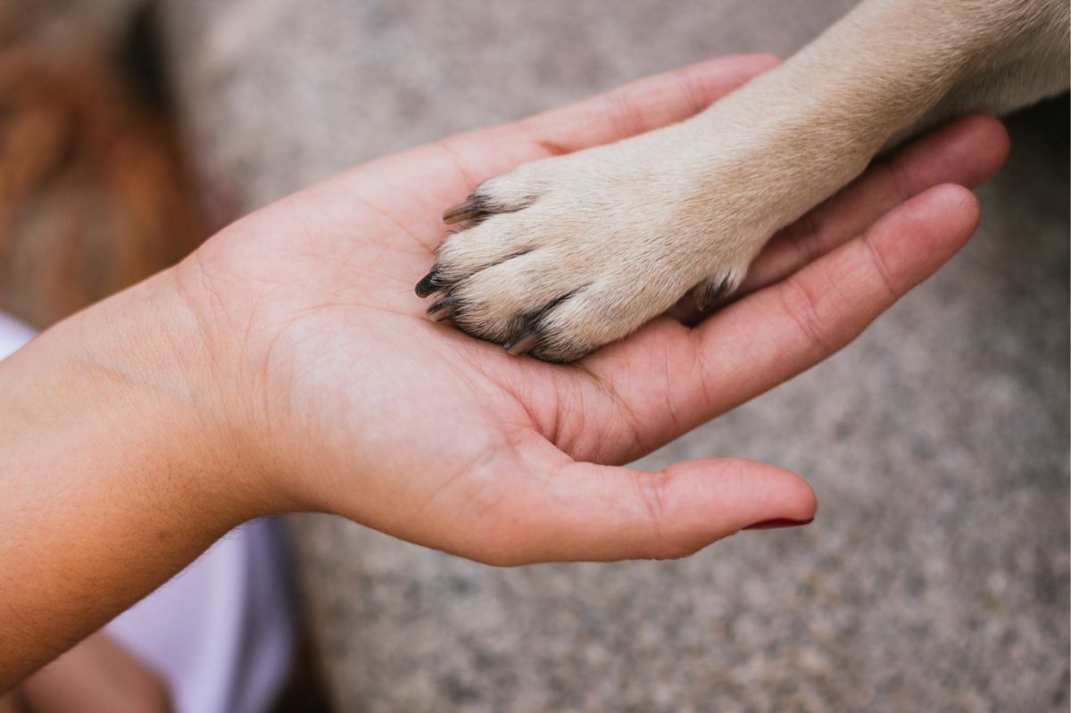 A dog's paw in a human's hand.