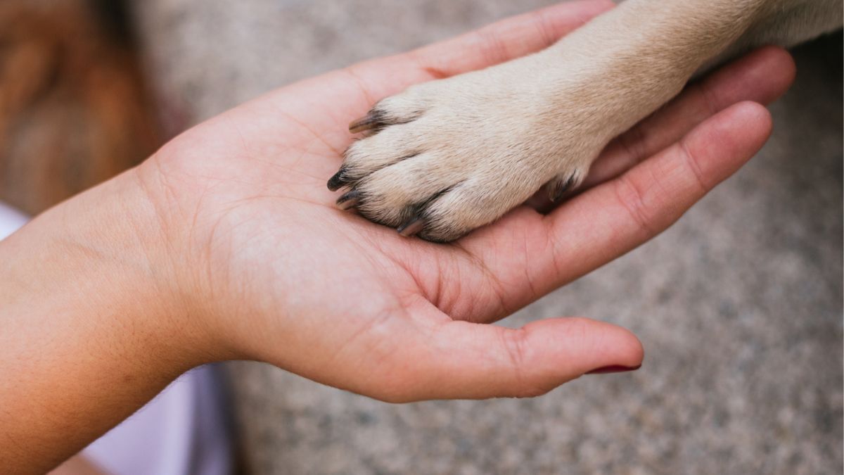 Psia łapa w dłoni człowieka