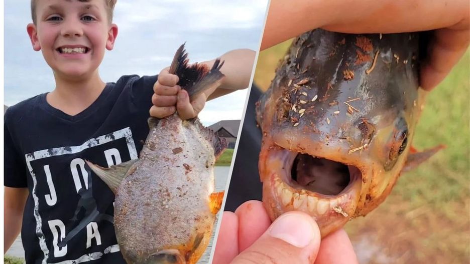 Ryba pacu