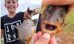 Ryba z zębami rozłupuje orzechy. Połów 11-latka z USA rozsierdził agencję ochrony przyrody