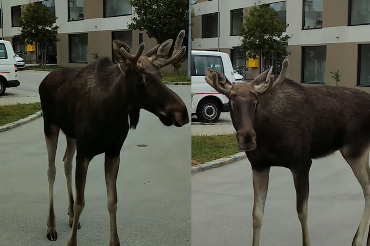 Łoś Emil wyruszył z Polski. Ma już 10 tys. fanów
