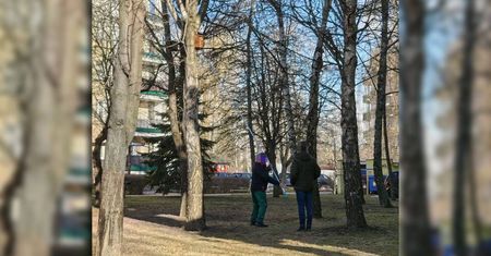 Zrzucali ptasie gniazda z drzew na Czechowie? Mieszkaniec zgłosił sprawę na policję