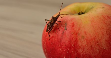 Wchodzą do domów Polaków. Cuchnący problem