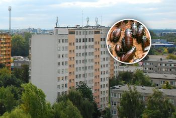 Problem z karaluchami w polskim mieście. Owady są na korytarzach
