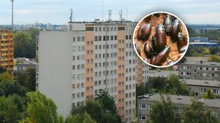 Problem z karaluchami w polskim mieście. Owady są na korytarzach