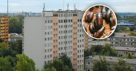 Problem z karaluchami w polskim mieście. Owady są na korytarzach