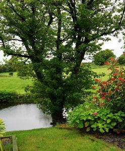 Gliwice. Łap deszczówkę, miasto ci zapłaci nawet 4 tys zł