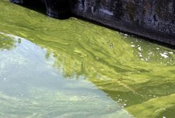 Sinice 2022. Jeziorko Czerniakowskie i popularne kąpieliska zamknięte. Aktualna mapa sinic [06.08.2022]