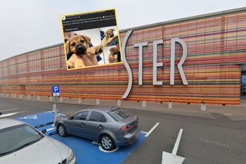 "Zostawiony sam sobie". Ktoś porzucił psa w centrum handlowym