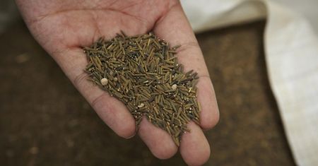 Niedoceniana przez Polaków przyprawa. Jest sposobem na otyłość brzuszną, chroni przed miażdżycą