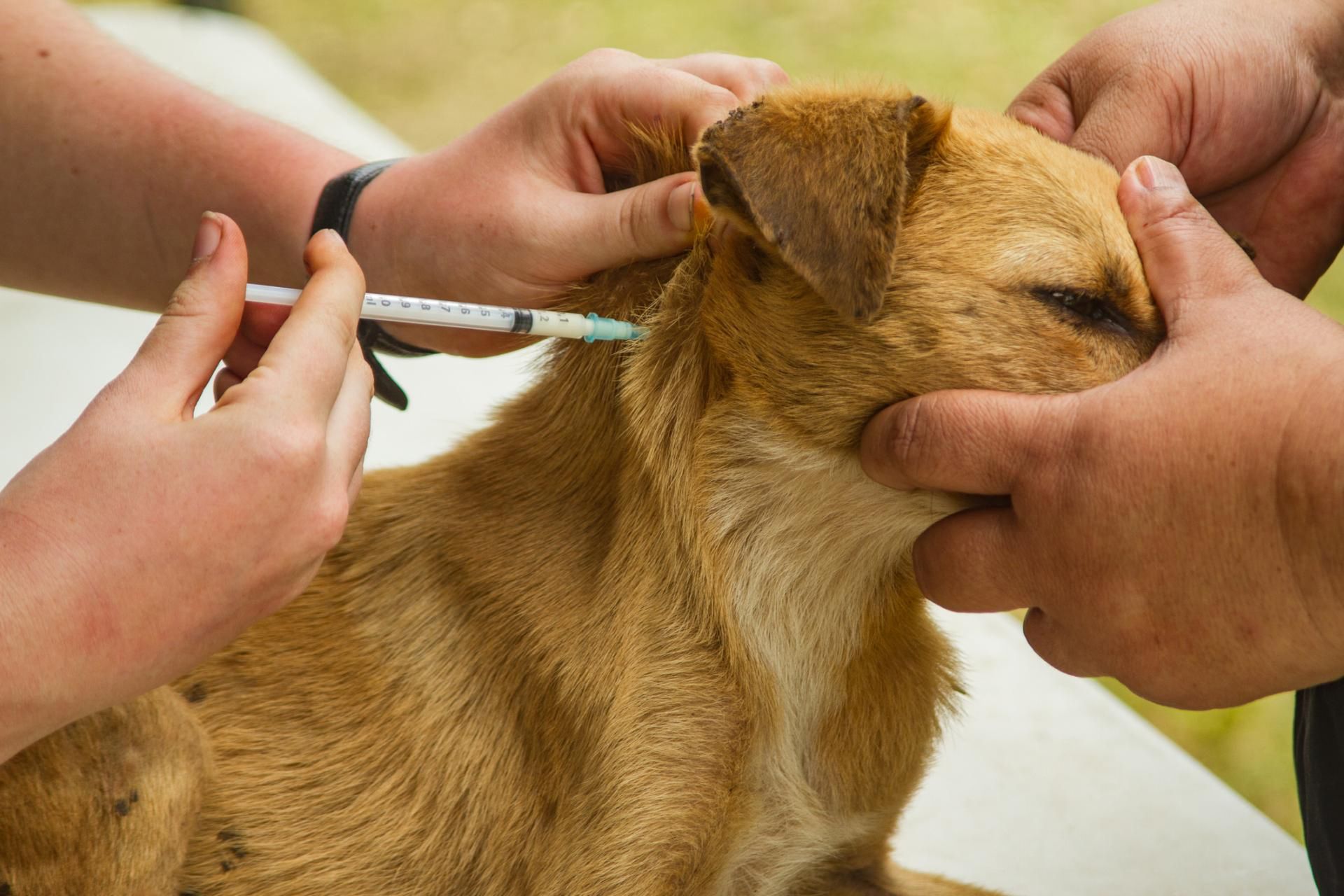 GIW przypomina o obowiązku szczepienia psów przeciw wściekliźnie