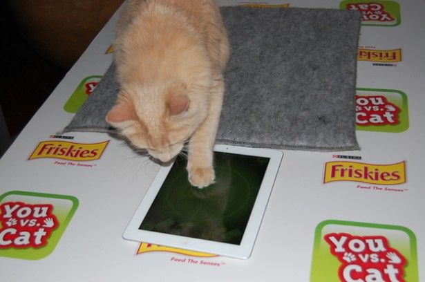 Pierwsza gra na iPada, w której zagrasz przeciwko swojemu kotu!