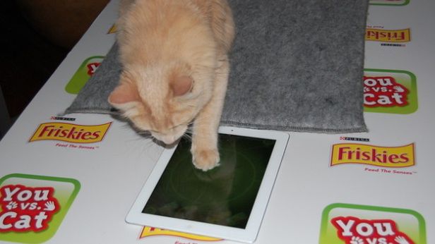 Pierwsza gra na iPada, w której zagrasz przeciwko swojemu kotu! 1