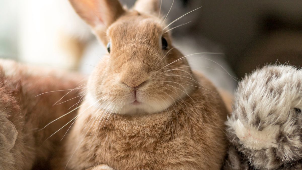 Królik domowy należy do najpopularniejszych zwierząt domowych