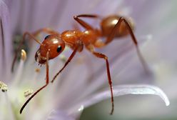 Mrówki w domu – jak się ich pozbyć?