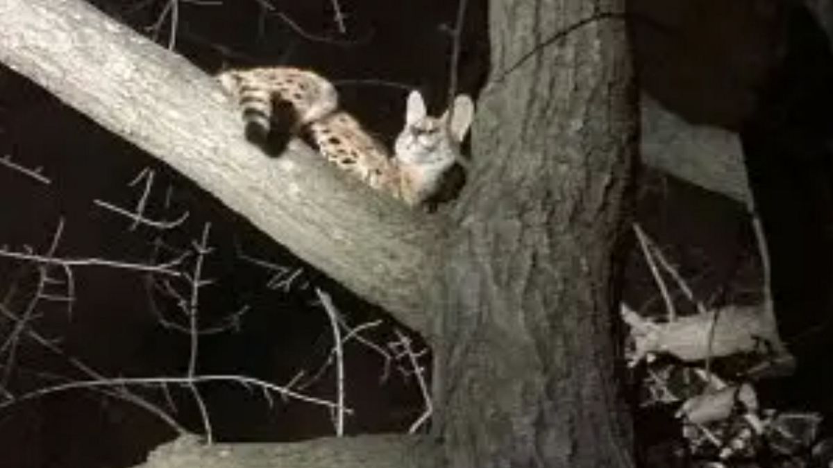 Kot był pod wpływem kokainy