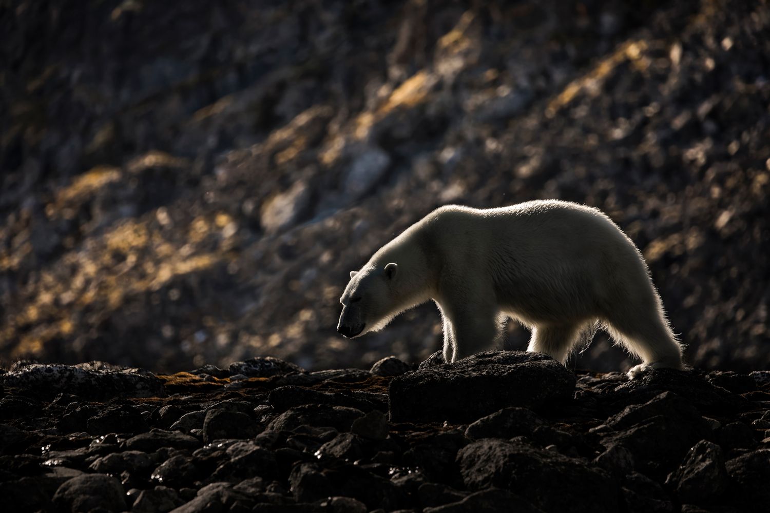 Poruszające zdjęcia niedźwiedzia polarnego próbującego zjeść plastikową torbę 6