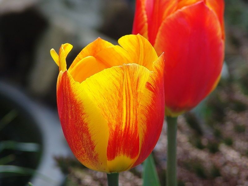Za darmo: VI Wystawa Tulipanów