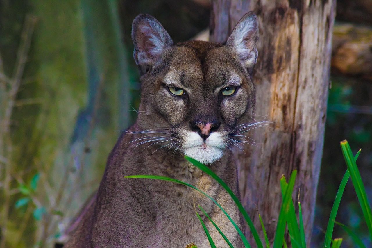 Puma złapana! Po kilku dniach poszukiwań drapieżnik uśpiony w okolicach Karsinki