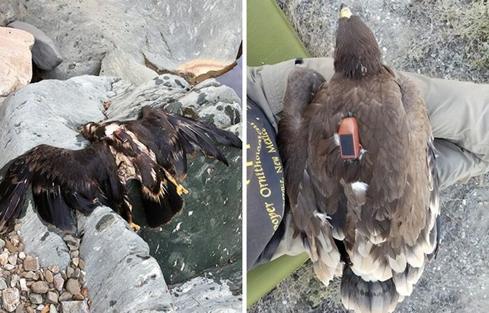 Mężczyzna znalazł orła z nadajnikiem GPS. A na nim jego 20-letnia wędrówka