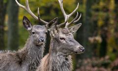 Otwock. Jelenie zapadły się w bagnach. Akcja ratunkowa